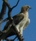 Booted Eagle - Hieraaetus pennatus © Teresa Farino